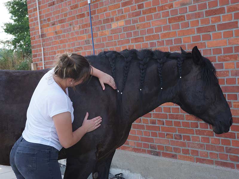 Pferd Physiotherapie