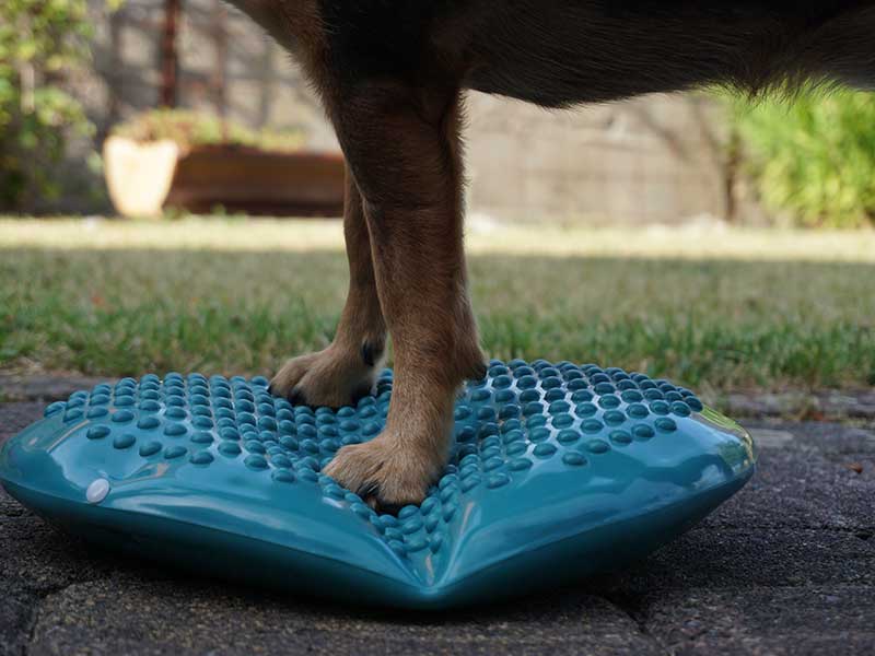 Hund Physiotherapie