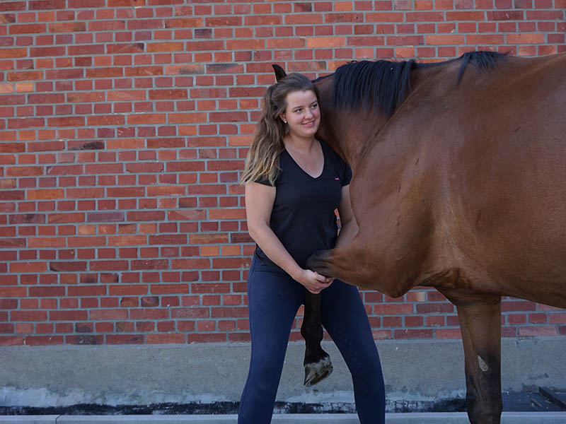 Physiotherapie Pferd
