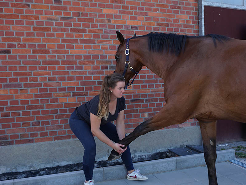 Physiotherapie Pferd