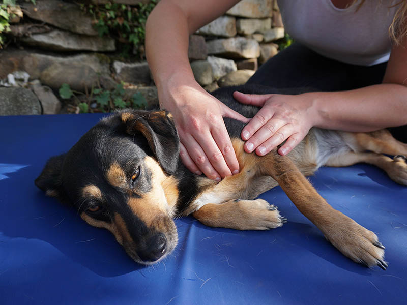 Physiotherapie Hund
