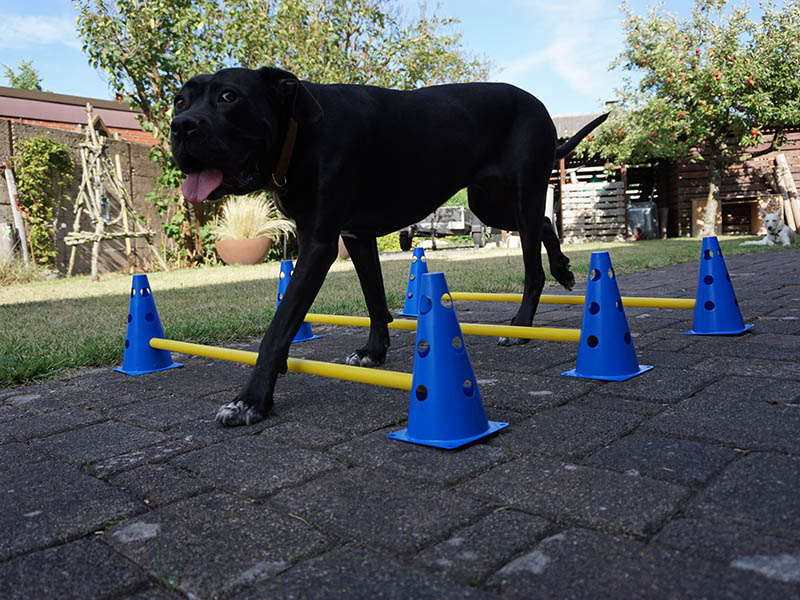 Parkour lauf Hund